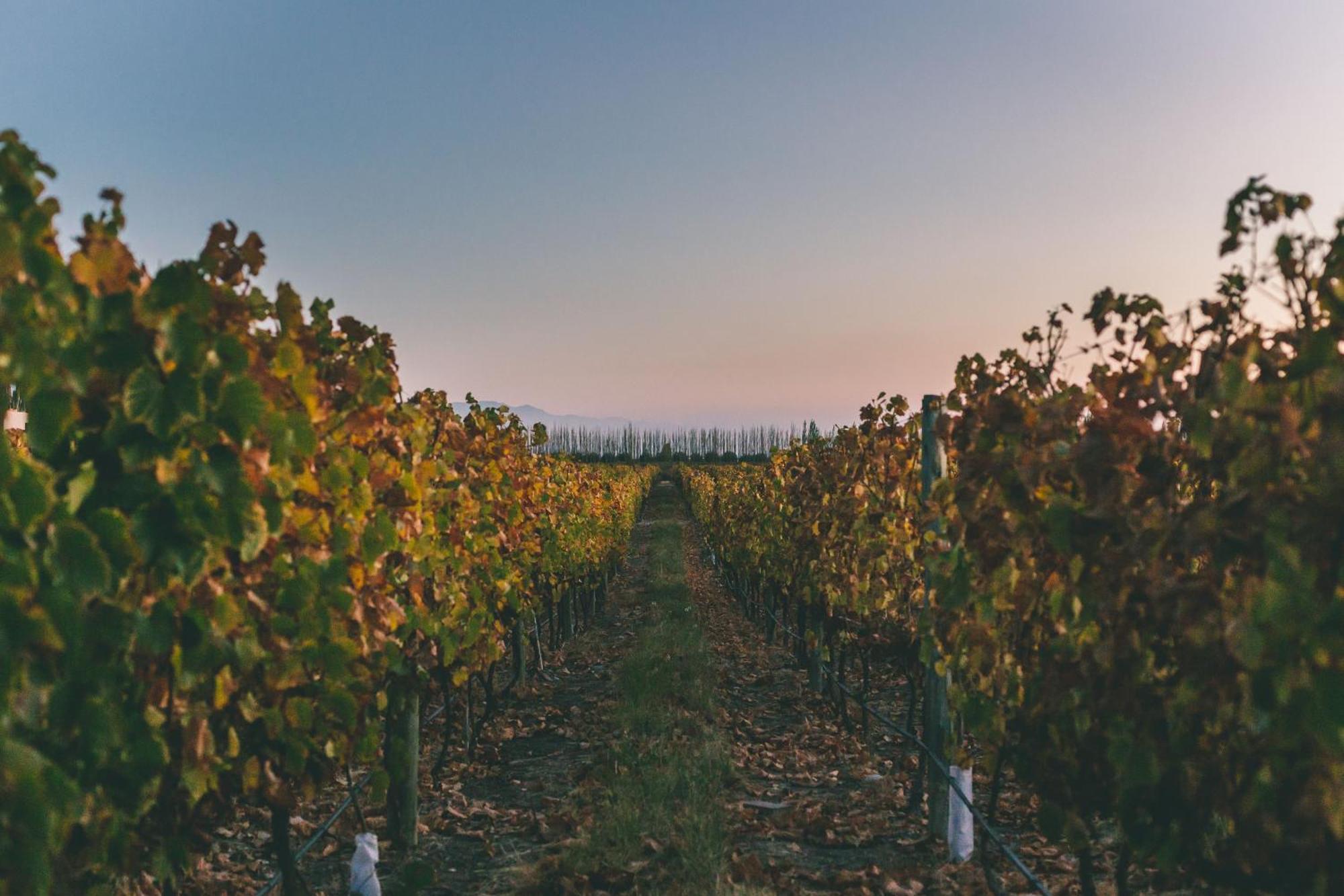 Rosell Boher Winery Lodge & Spa Agrelo Luaran gambar
